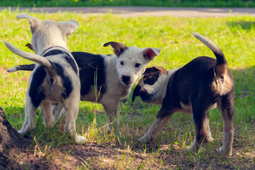 Naklejka na ściany i meble Three funny puppies. Three funny colorful puppies are playing with each other in the park, on the lawn.