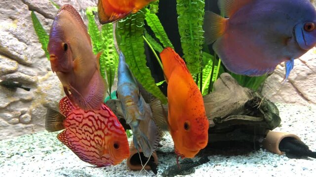 Blick auf Diskusfische, die im bepflanzten Aquarium schwimmen. Tropische Fische.
