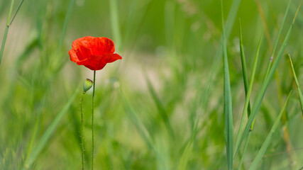 red poppy on a green background. big beautiful poppy flower on a blurred background, flower in the grass, green and red, floral design, nature close-up, bokeh. space for text