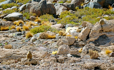 Back of a mountain Viscacha sitting on the rock in the arid desert of Potosi department, Bolivia, South America