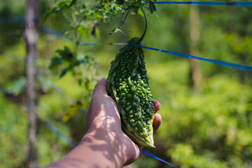 Fresh Bitter melon (Momordica charantia, bitter gourd, bitter squash) on hand growing in the fields