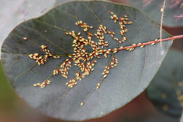 Colony of jumping plant lice or psyllids Calophya rhois on the leaves of an ornamental shrub -...