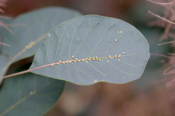 Colony of jumping plant lice or psyllids Calophya rhois on the leaves of an ornamental shrub -...