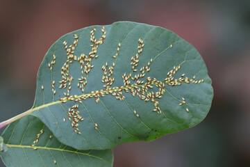 Colony of jumping plant lice or psyllids Calophya rhois on the leaves of an ornamental shrub -...