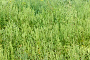 Wormwood (Artemisia). Solid background from leaves and flowers of wormwood. The wormwood plant is used in medicinal herbs.