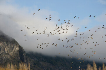ducks flying with mountain and clouds background