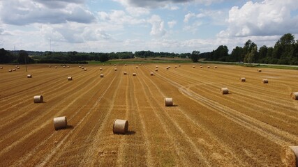 Obraz premium Large rolls of hay are scattered in the fields to dry for the winter season for animal feed