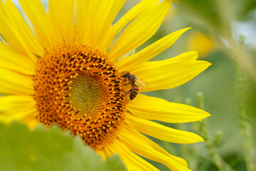Obraz premium Blooming sunflower with a bee collecting nectar. Sunflower natural background. Close up.