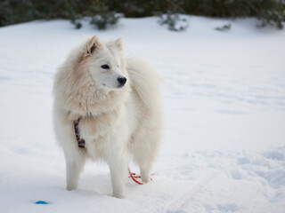 Fototapeta Samojed w scenerii zimowej, Biały pies na białym tle. Gruba sierść doskonale chroni tę rasę przed mrozem. obraz