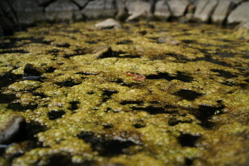 Algae Bloom on Pond Surface; Swamp