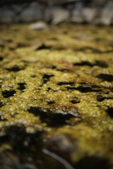 Algae Bloom on Pond Surface; Swamp