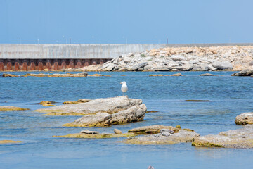 one seagull on the rocky shore of the Caspian sea in Aktau