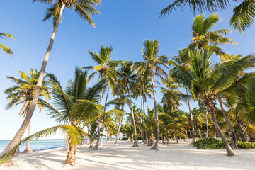 Coconut palm trees an pristine bounty beach - obrazy, fototapety, plakaty