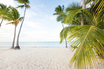 Coconut palm trees an pristine bounty beach