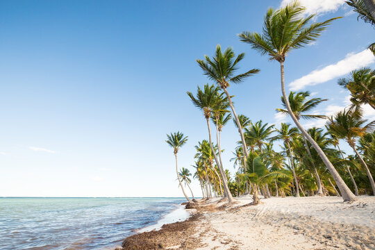 Coconut palm trees an pristine bounty beach
