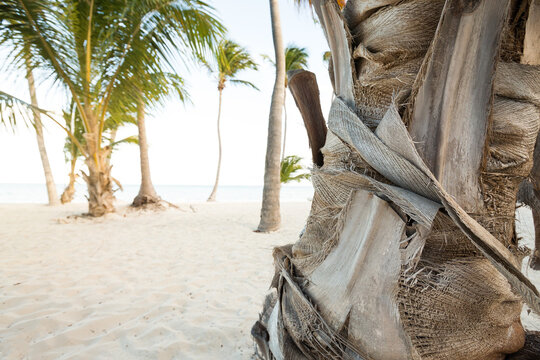Coconut palm trees an pristine bounty beach