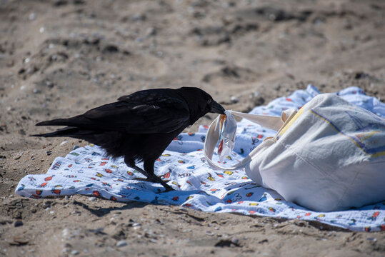 High Angle View Of Bird Stealing Food