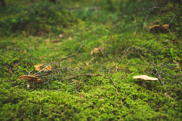 Mushrooms in forest