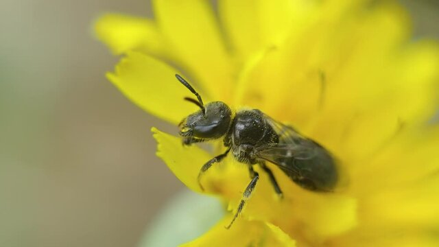Macro shot of a small wild bee of the genus Halictus sp, sitting on a yellow Leontodon autumnalis flower and glueing the collected nectar and pollen.