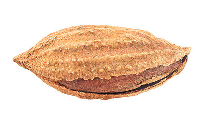 Almond nut in shell isolated on a white background