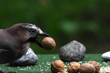 wunderschöner Eichelhäher mit Walnuss