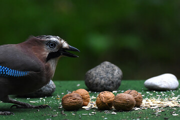 wunderschöner Eichelhäher mit Walnuss