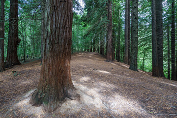 Secuoia forest Cabezon de la Sal