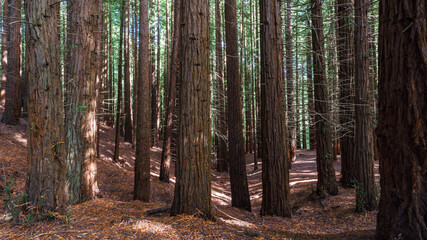 Secuoia forest Cabezon de la Sal