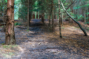 Secuoia forest Cabezon de la Sal