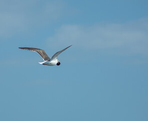 Birds seagull beach fly sun