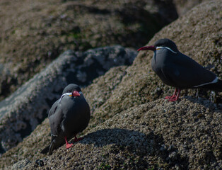 Birds seagull beach fly sun