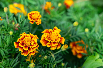 Long-blooming flowers. Orange-yellow marigolds in a flower bed. Selective focus, blur.