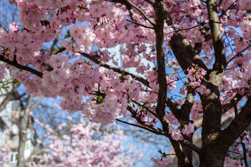 blooming pink sakura