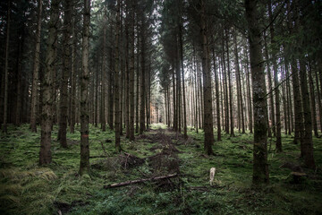 Obraz premium trees in the forest in naturpark augsburg westliche wälder