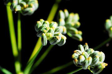 Fototapeta premium Fennel fruits (Foeniculum vulgare) used to flavor food