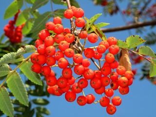 Fruits of the hunters rowan (Sorbus aucuparia) with a blue sky