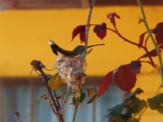 hummingbird in my garden