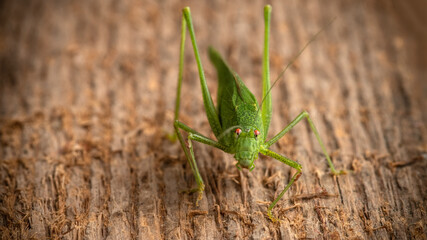 The green katydid sits on a woody texture background. Selective focus.
