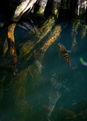 Floating Fish in the Everglades