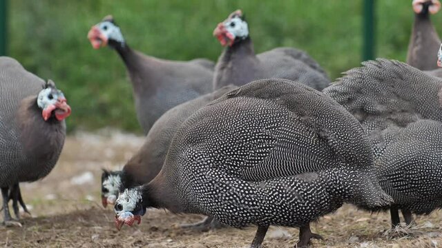 Poultry farm guinea fowl breeding. On an organic farm for guinea fowl. Close-up