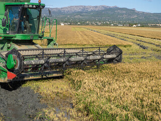 Obraz premium Combine harvester harvesting a mature rice field.