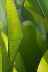 Layers of banana leaves backlit by the sun.