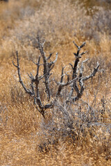 Joshua Tree Nationalpark (USA / Kalifornien)