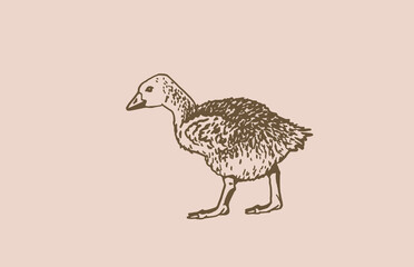 Vintage goose ,sepia background.Graphical illustration