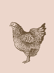 Vintage hen ,sepia background.Graphical illustration