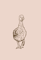 Vintage goose ,sepia background.Graphical illustration