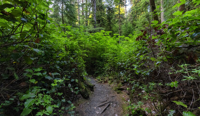 Hiking Path to Sandcut Beach in the Vibrant Rainforest and colorful green trees. Located near Victoria, Vancouver Island, British Columbia, Canada.