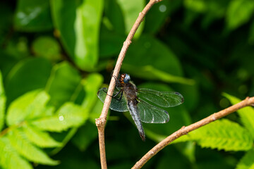 Close up photo of resting dragonfly on a branch in the summer.
