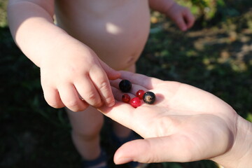 a small child takes ripe berries from his mother's hand