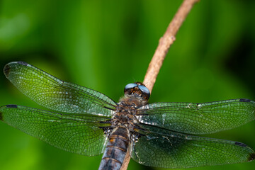 Close up of resting dragonfly on a branch.